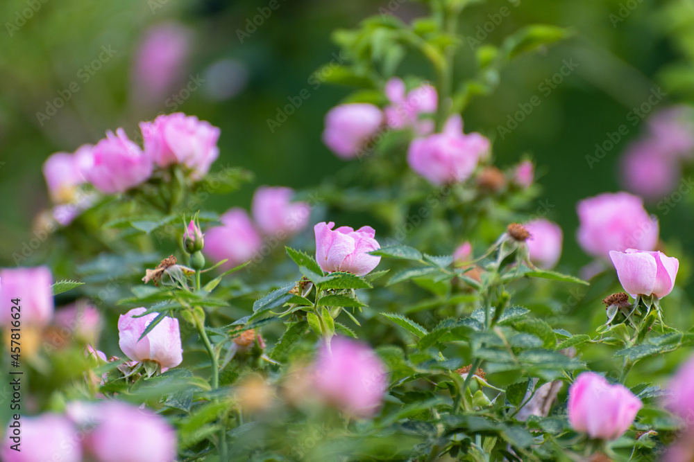 Fototapeta premium Blooming rose bush, many small flowers