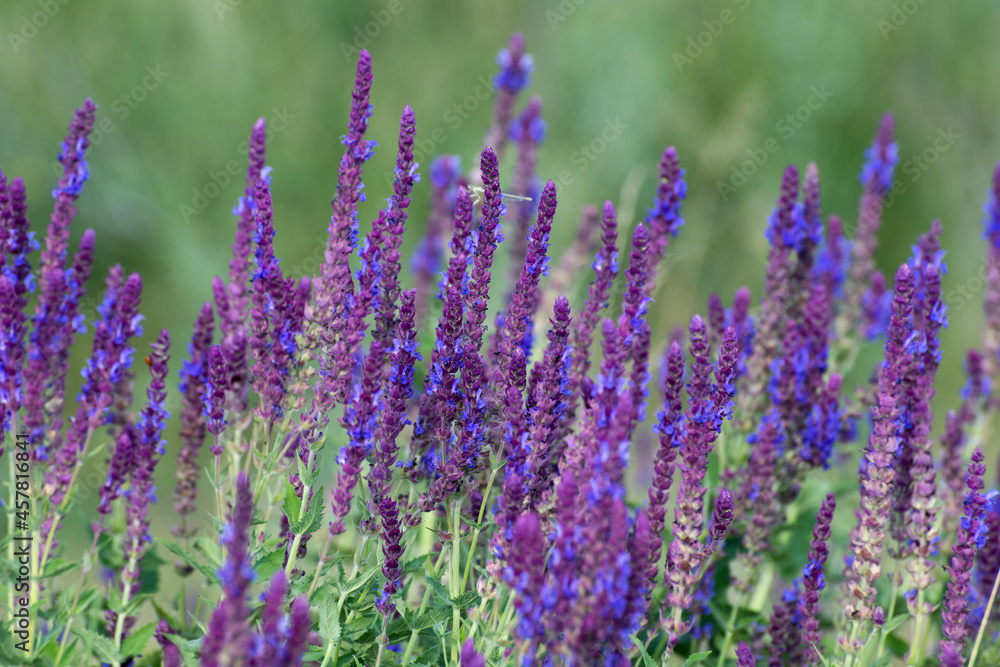 Blooming Salvia Superba close up on a sunny day Blooming Salvia Superba close up on a sunny day
