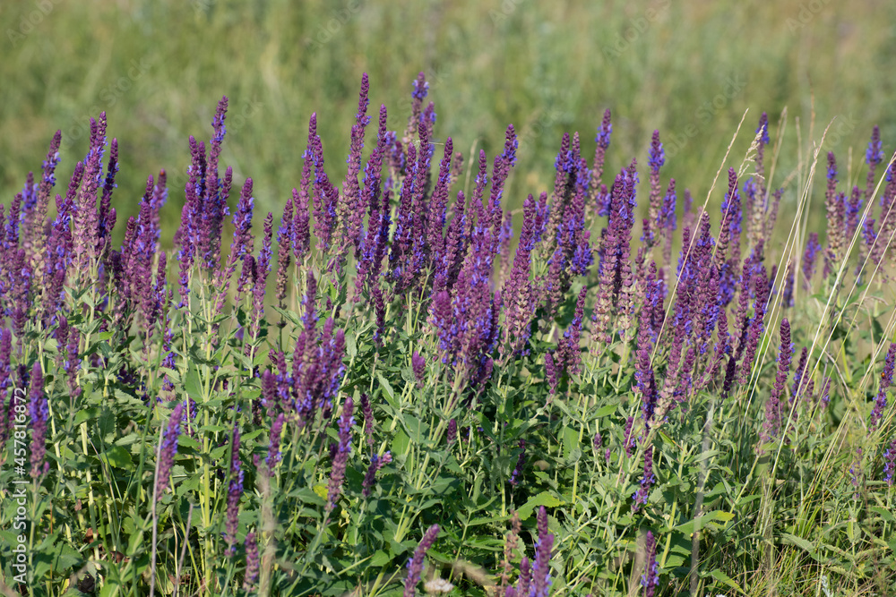 Obraz premium Blooming Salvia Superba close up on a sunny day