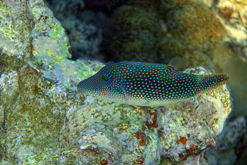 Spotted toby mimic - Red sea fish,Egypt © mirecca