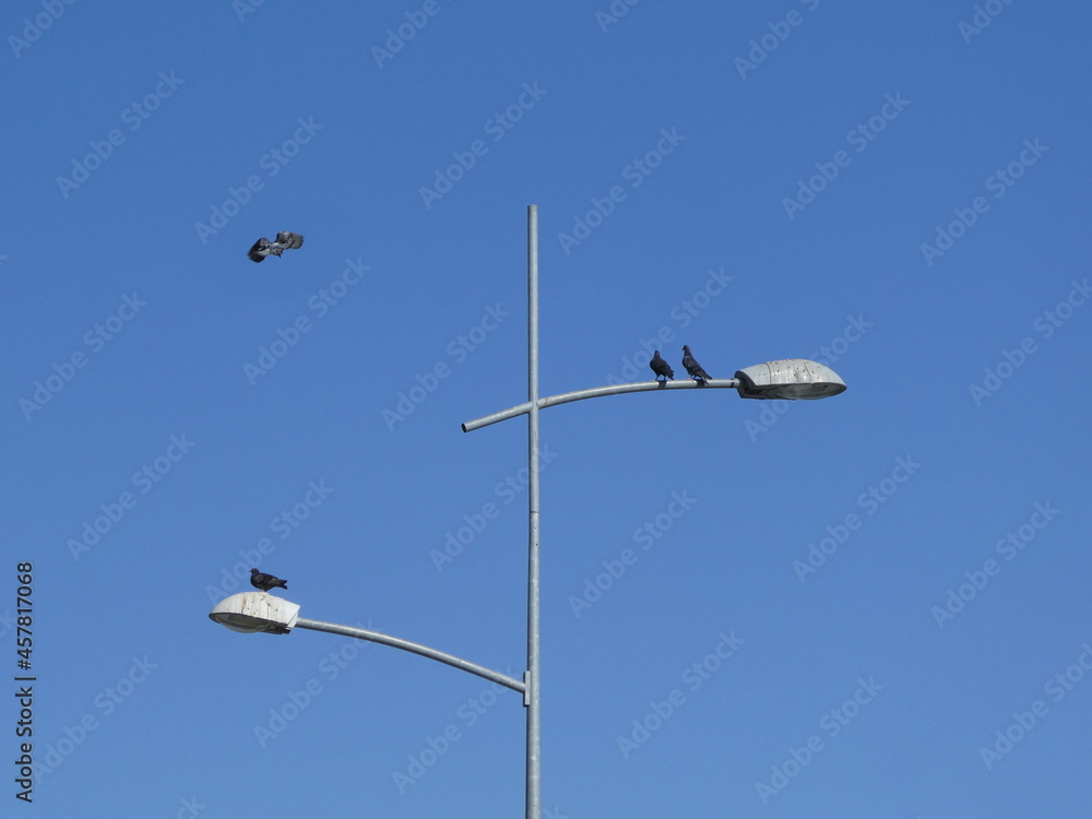 Birds stranding on the street lamp, another one flying around, background sky Birds stranding on the street lamp, another one flying around, background sky