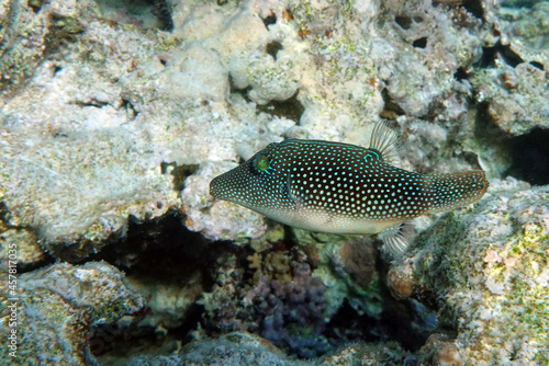 Spotted toby mimic - Red sea fish,Egypt © mirecca