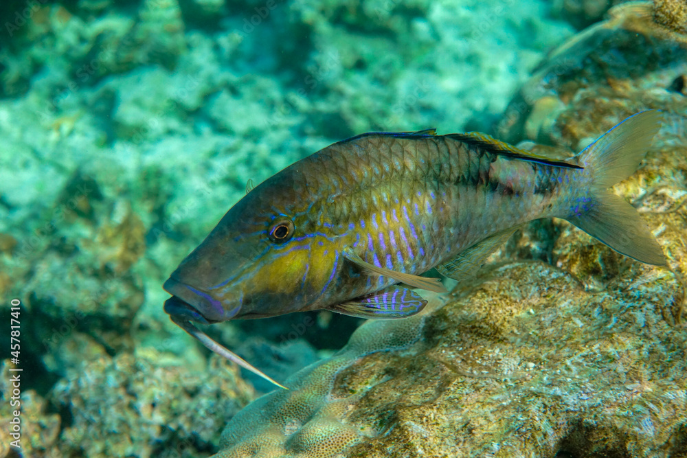 Longbarbel goatfish, Red sea fish Longbarbel goatfish, Red sea fish
