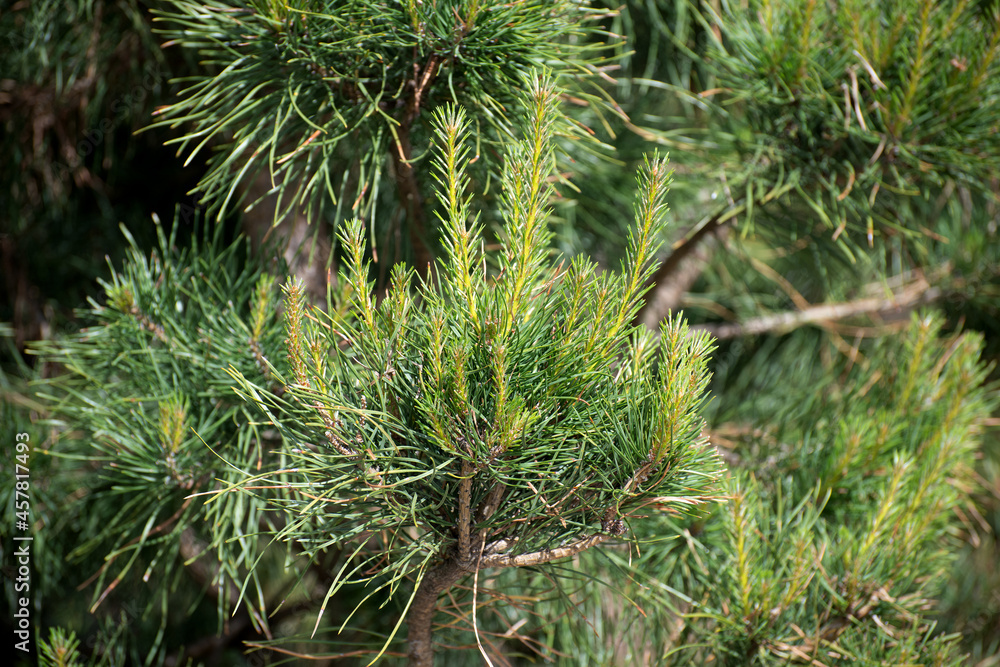 Young twigs of dwarf pine in spring Young twigs of dwarf pine in spring
