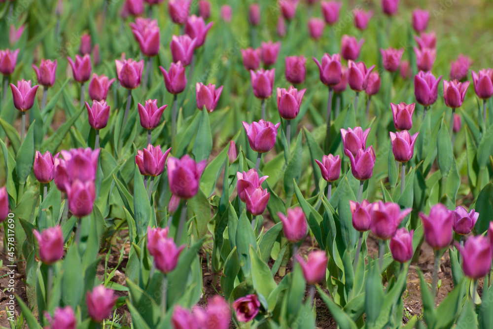Many varietal pink tulips on the flowerbed Many varietal pink tulips on the flowerbed