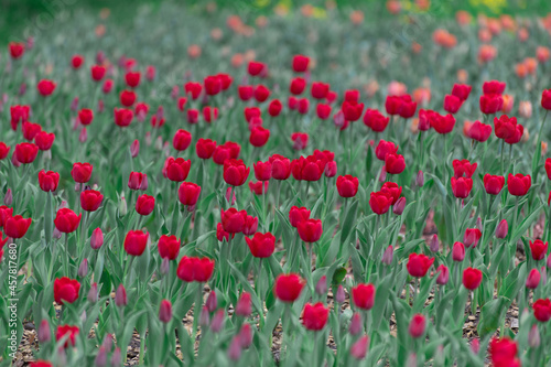 Many varietal red tulips on the flowerbed