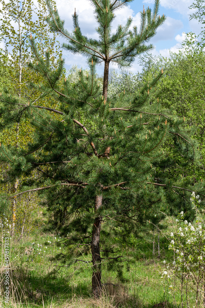 Fototapeta premium Young pine tree in nature in spring