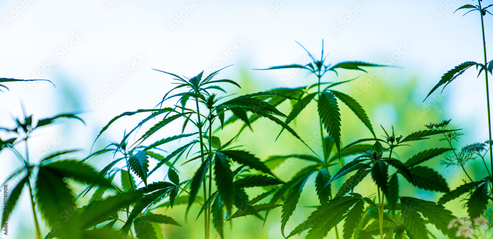 Obraz premium Illegal planting of cannabis in the field. Wild Hemp Field In The Village
