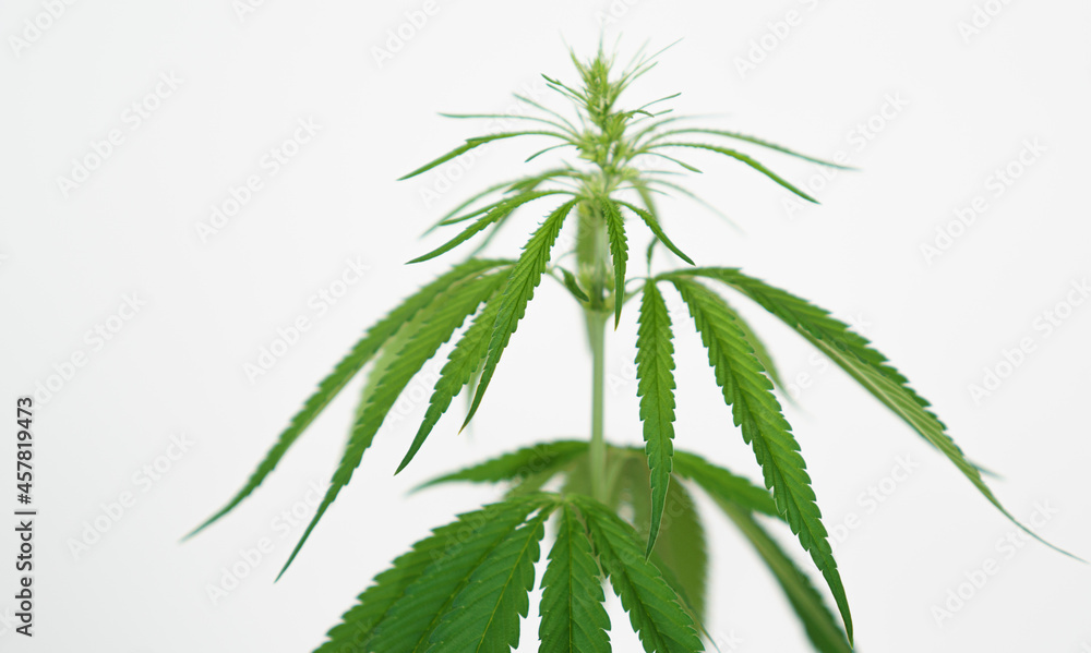Cannabis marijuana plant leaf on white background Cannabis marijuana plant leaf on white background