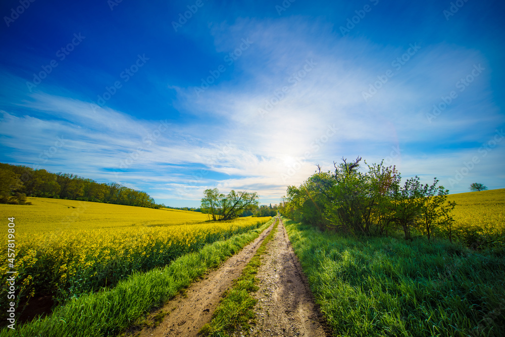 Obraz premium Panorama of agricultural rapeseed field with clouds. Canola is an oil crop for fuel production.