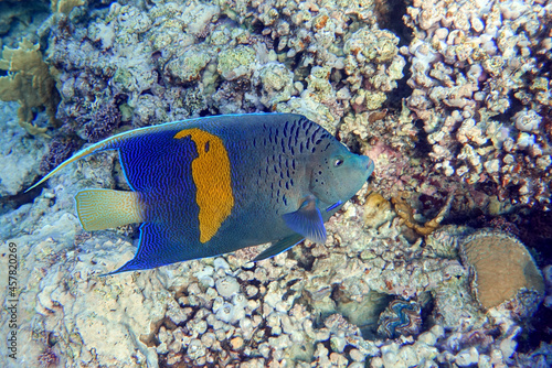 Yellowbar angelfish - coral fish, Red sea, Egypt © mirecca