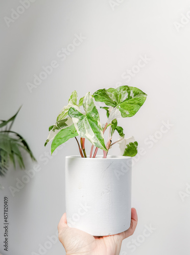 Hand holding a white variegated syngonium or syngonium podophyllum albo varegiata. photo