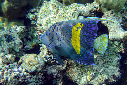 Yellowbar angelfish - coral fish, Red sea, Egypt