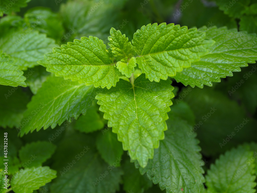 Mint leaves taken from a high angle to show the young shoots. beautiful green It is a medicinal herb used to heal and nourish the body. Mint leaves taken from a high angle to show the young shoots. beautiful green It is a medicinal herb used to heal and nourish the body.