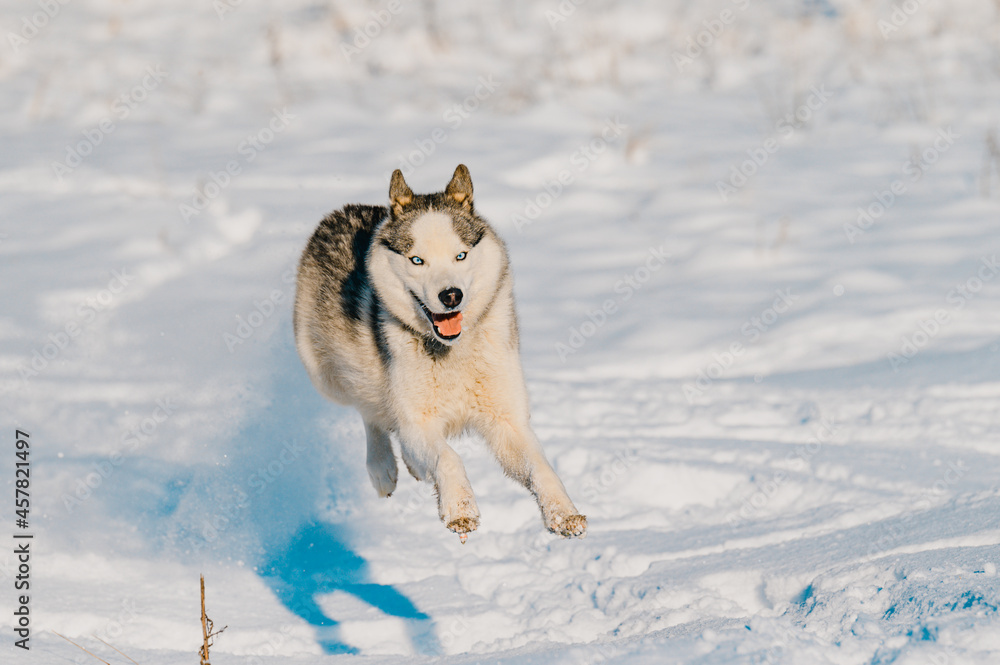 A dog walks in the winter, the dog runs through the snow.