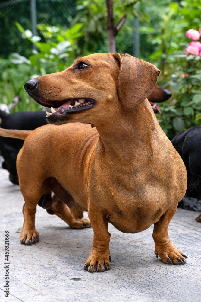 Close-up vertical portrait of cute ginger and black-n-tan dachshunds, smiling face. Adorable cherish pet. Outdoors, flowers in the garden, copy space.