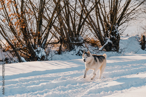 Animal life in the wild, husky on a winter hunt.