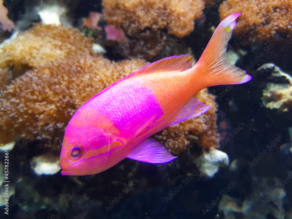 squarespot anthias also squarespot fairy basslet (in german Fahnenbarsch) Pseudanthias pleurotaenia