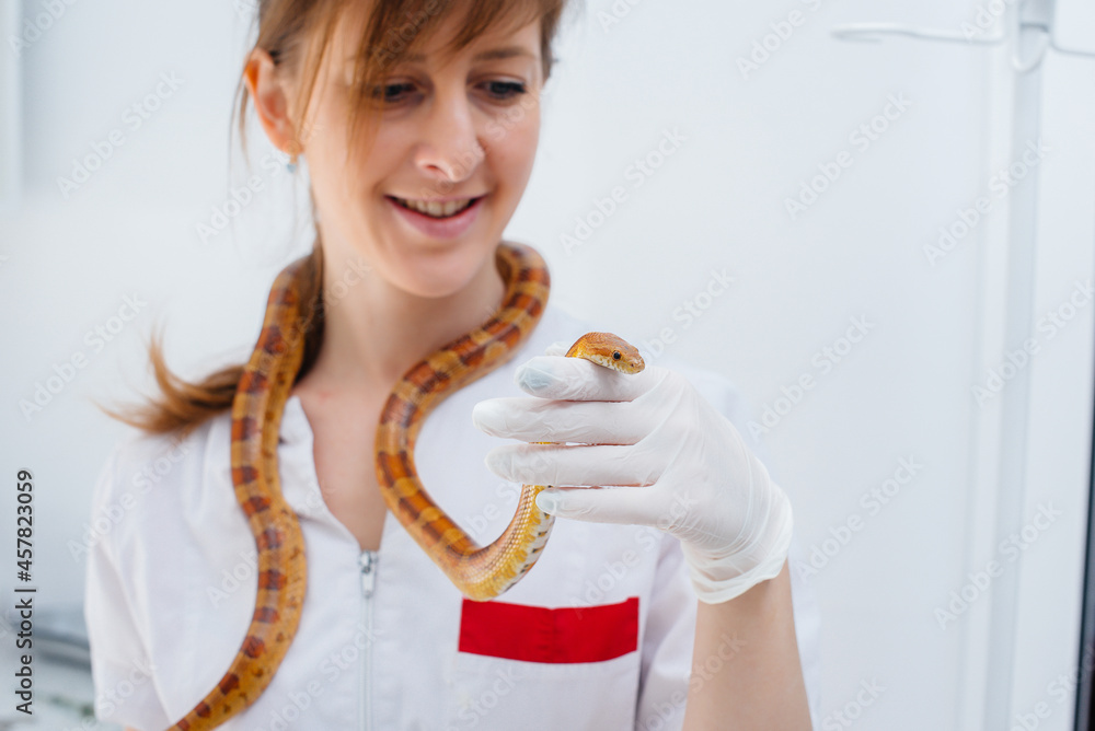 In a modern veterinary clinic, a yellow snake is examined. Veterinary clinic In a modern veterinary clinic, a yellow snake is examined. Veterinary clinic