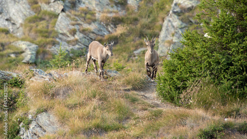a female ibex and her baby too beautiful to watch approaching with courage