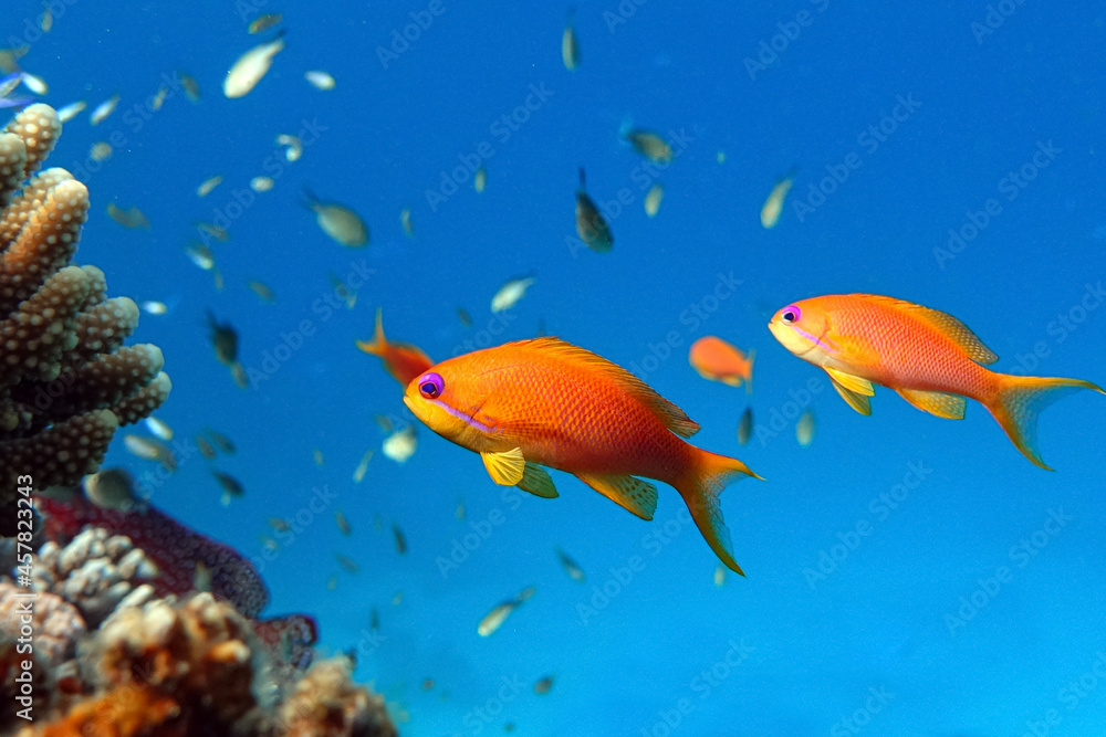 Female Lyretail anthias fish in Red sea - coral reef