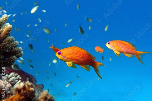 Fototapeta Naklejka Na Ścianę i Meble -  Female Lyretail anthias fish in Red sea - coral reef