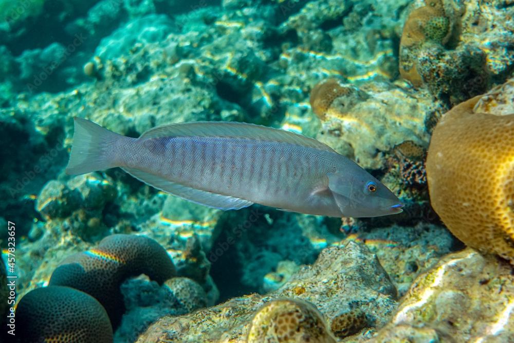 Fototapeta premium Ring wrasse or Ringed slender wrasse (Hologymnosus annulatus) - coral fish Red sea Egypt 