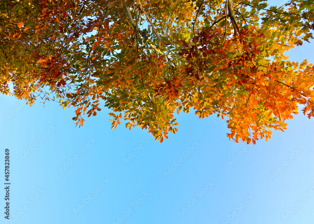 Autumn background nature. Autumn landscape. Autumn oak leaves on blue sky background. Place for text