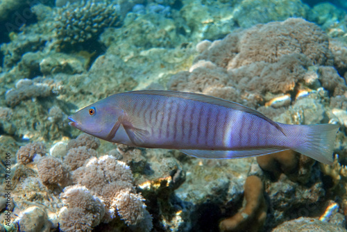 Ring wrasse or Ringed slender wrasse (Hologymnosus annulatus)
 - coral fish Red sea Egypt
