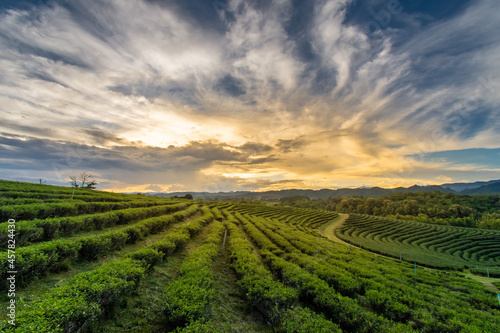Beautiful sunsets at Chui Fong Tea Plantation  Chiang Rai Thailand. © Anurak