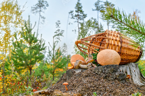 Basket with a harvest of mushrooms on a stump in the forest. Against the blue sky.