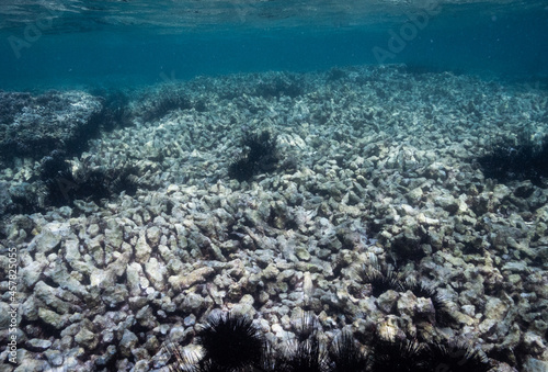 Coral reefs in peril