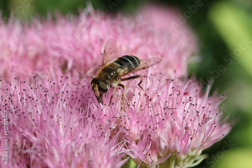 a honeybee is feeding on nectar at a pink sedum flower closeup in the garden in late summer
