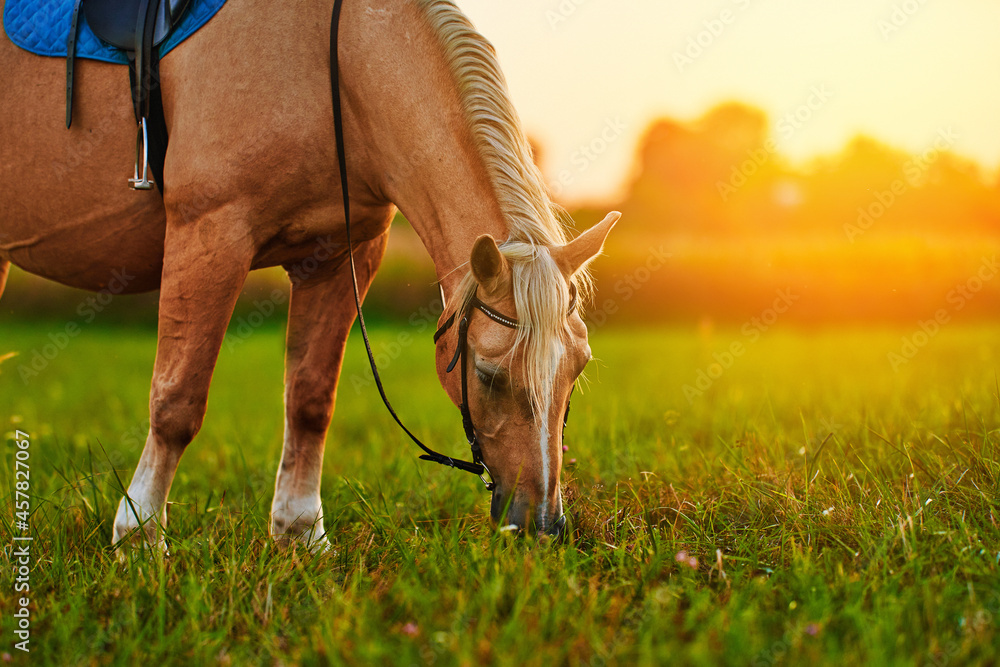 Beautiful palomino horse with white mane grazes on the lawn and eats green grass at sunset - obrazy, fototapety, plakaty 