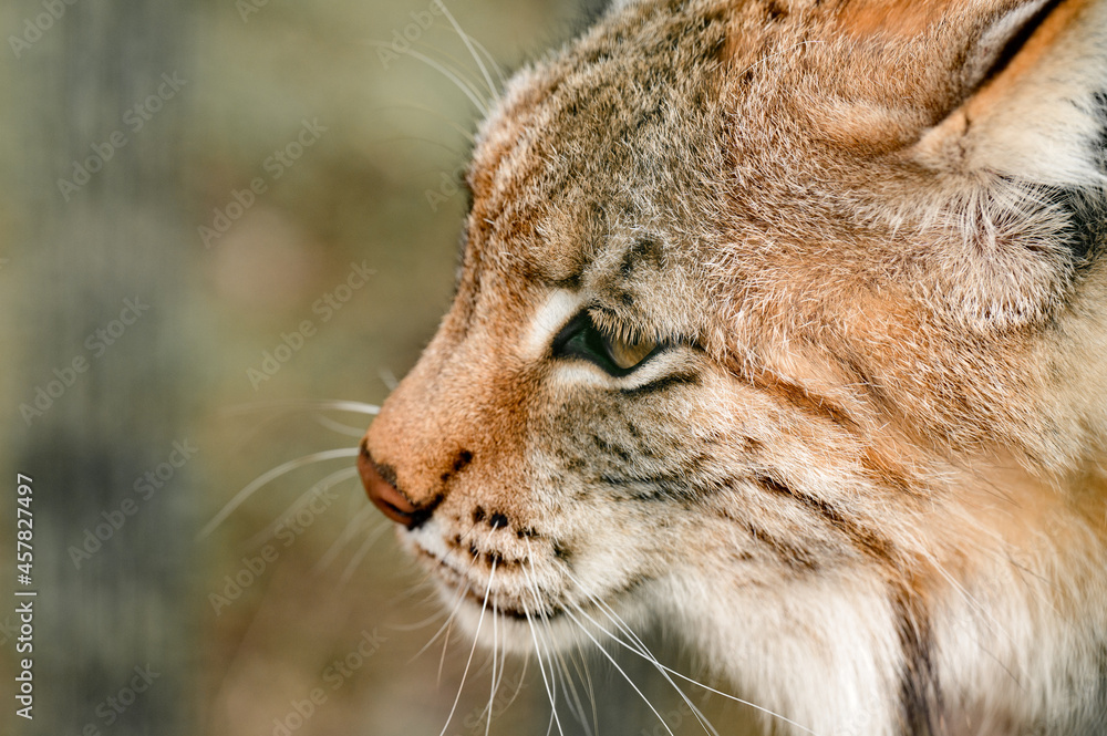 Obraz premium Turkestan lynx in the zoo, a beautiful predator.