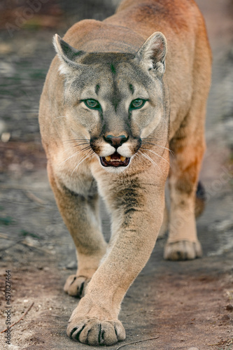Cougar, a beautiful predator and a resident of the zoo, a dangerous animal.