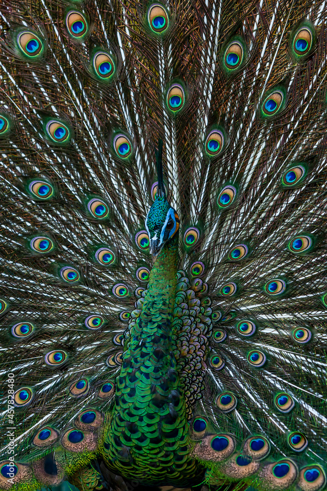 Obraz premium Close-up male Green Peacock in full display.