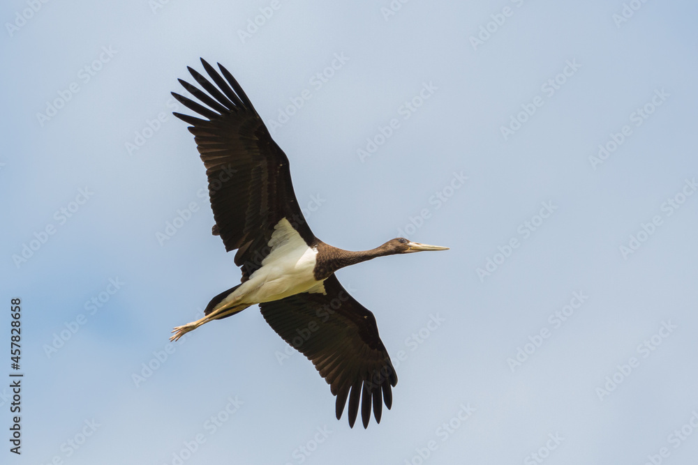 Obraz premium close-up one black stork (Ciconia nigra) in flight with spread wings