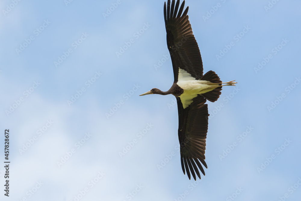 Obraz premium detailed portrait one black stork (Ciconia nigra) flying