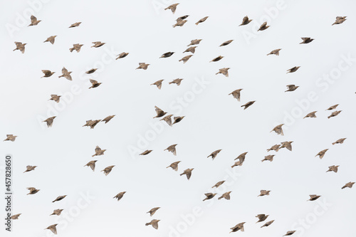 flock of many isolated starlings (sturnus vulgaris) in flight