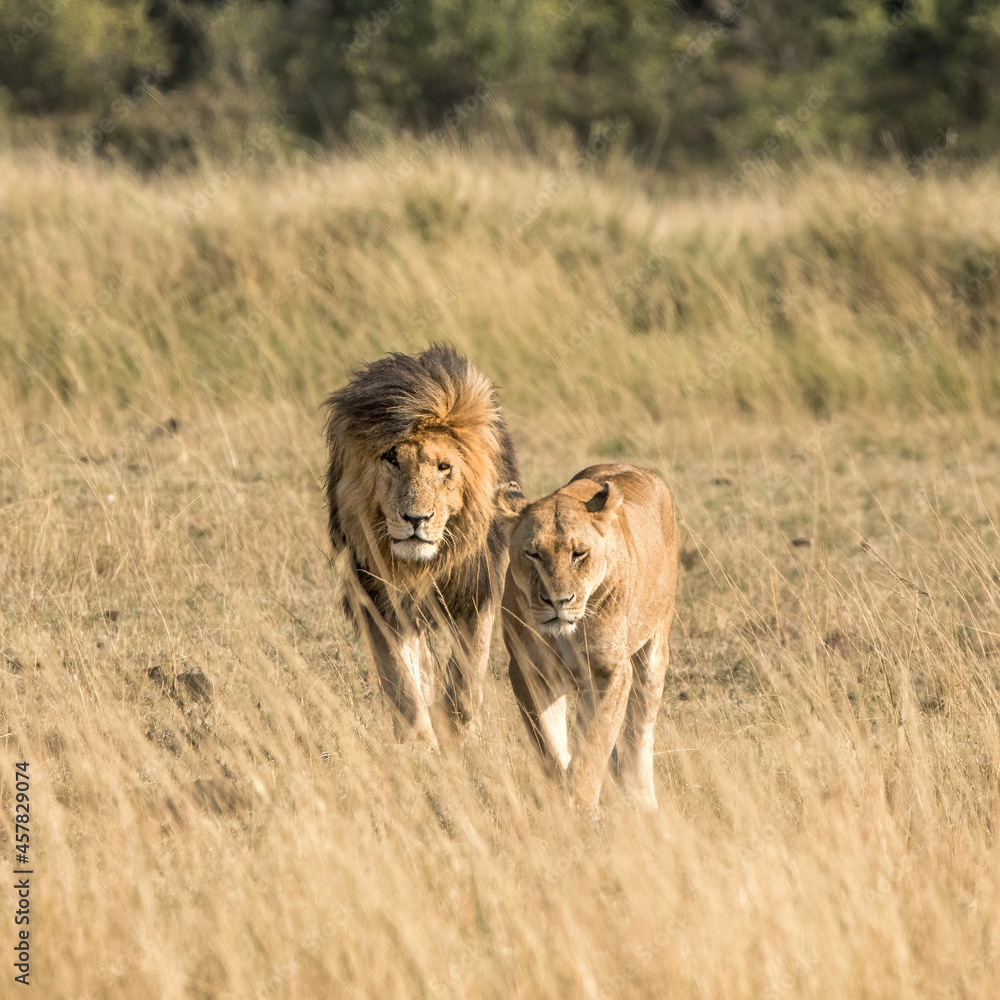 Adult lions walking across the grassland of the Masai Mara. The male is locally known as Scar or Scarface, due to prominent injury to his right eye.
