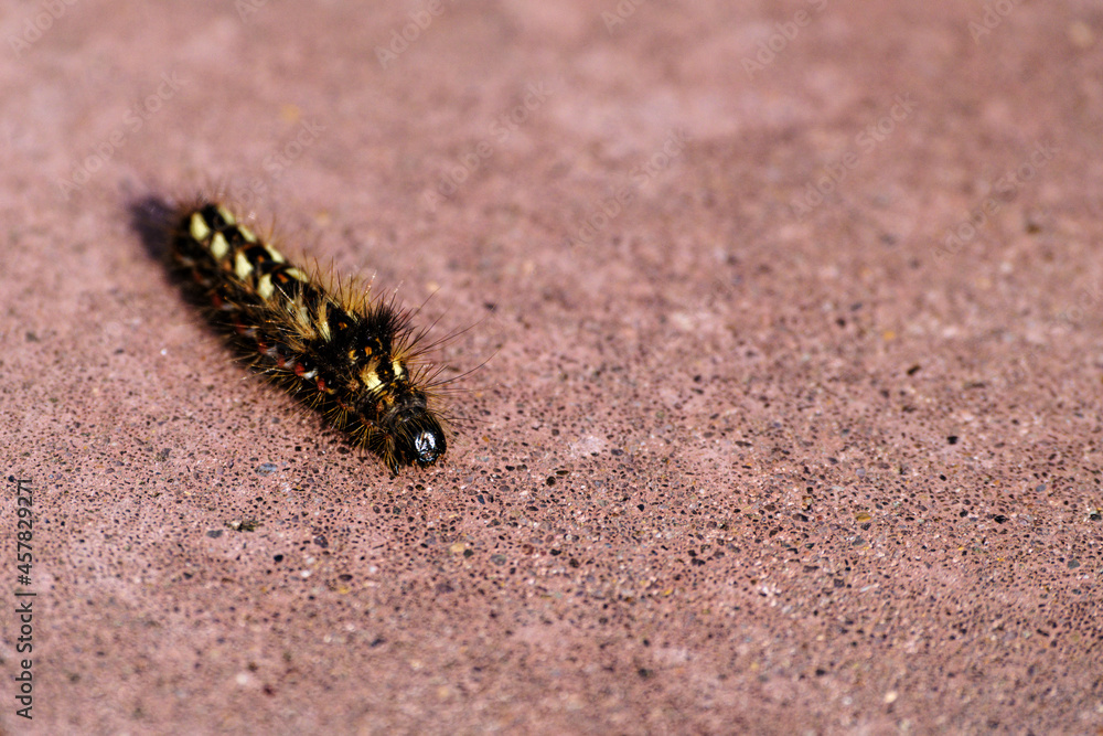 Beautiful hairy caterpillar on the sidewalk. Close-up. Selective focus. Space for lettering and design Beautiful hairy caterpillar on the sidewalk. Close-up. Selective focus. Space for lettering and design
