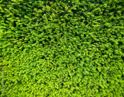 Quadro su tela beautiful and ecological green background with plants, great as a wallpaper