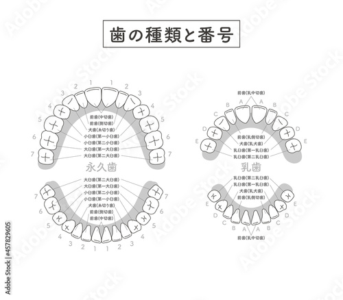 歯の種類と番号