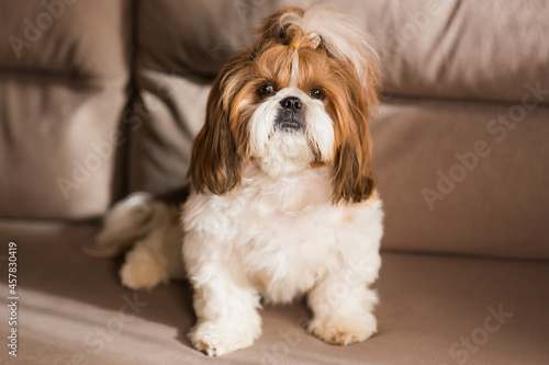 Dog is sitting on the beige couch. shih tzu at home. Beige sofa with a dog.;