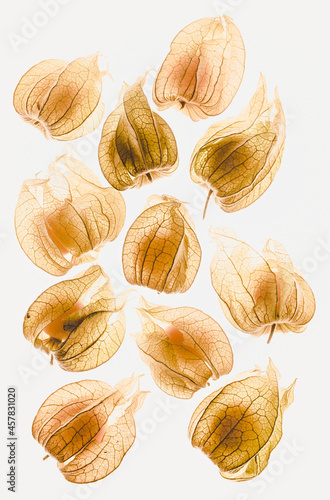 Physalis