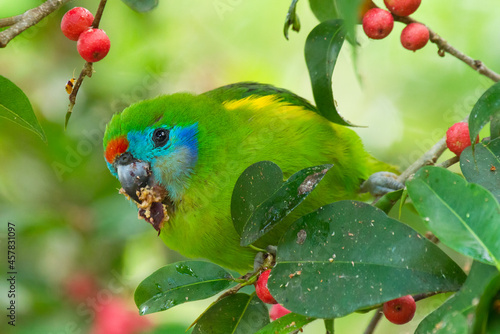 Double-eyed Fig parrot eating a fig with beautiful red berries complimenting the red, aqua blue face with green body and yellow feathers too