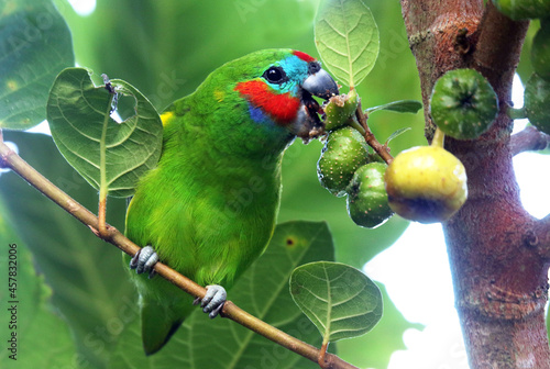 Double-eyed Fig Parrot looking happy eating figs in the wild with his bright red stripe and aqua blue face with lots of deep green in the plant and the feathers photo