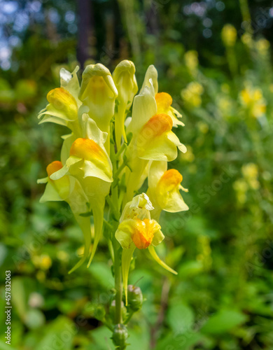 yellow toadflax flower