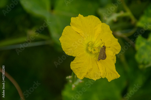 YELLOW RIDGE GOURD FLOWER WITH BROWN BUTTERFLY.
